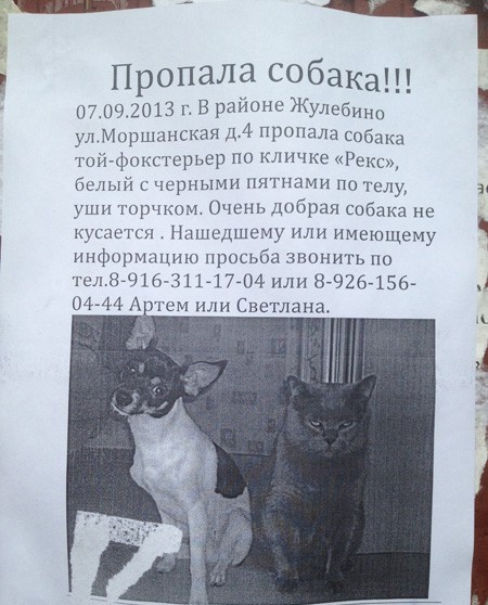 na noch glyadya ulybnutsya ostroumnye obyavleniya o propazhe zhivotnyh 92 otveta forum ledi mail ru