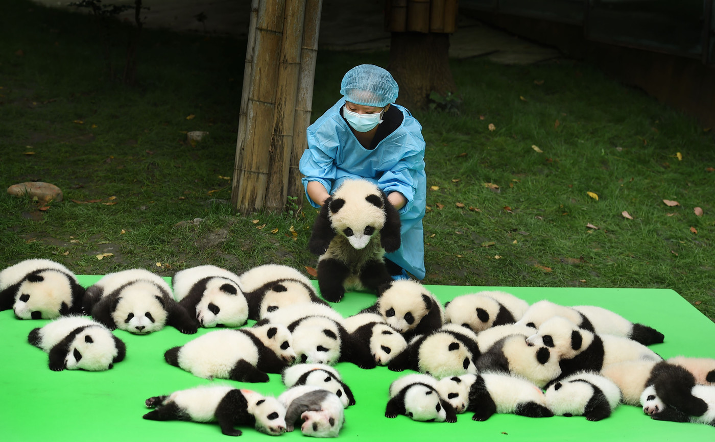 Панда сколько детенышей. Китай заповедник чендуй Панда. Маленькие панды. Панда с детёнышем. Панды с малышом.