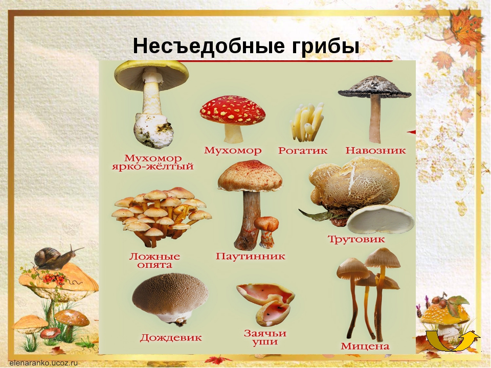 Какие есть грибы несъедобные