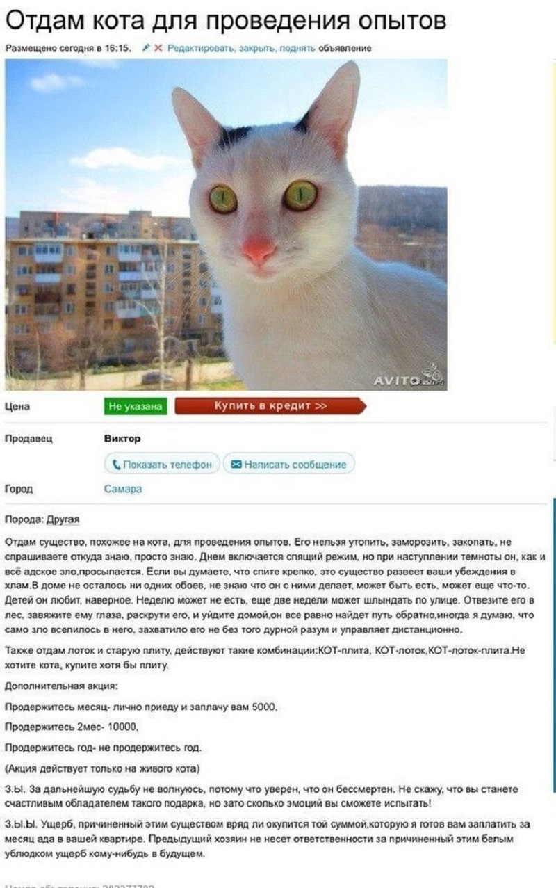 Продам кота. Смешные объявления о продаже животных котов. Смешное объявление о продаже кота. Прикольные объявления о продаже животных. Подать объявление на авито.