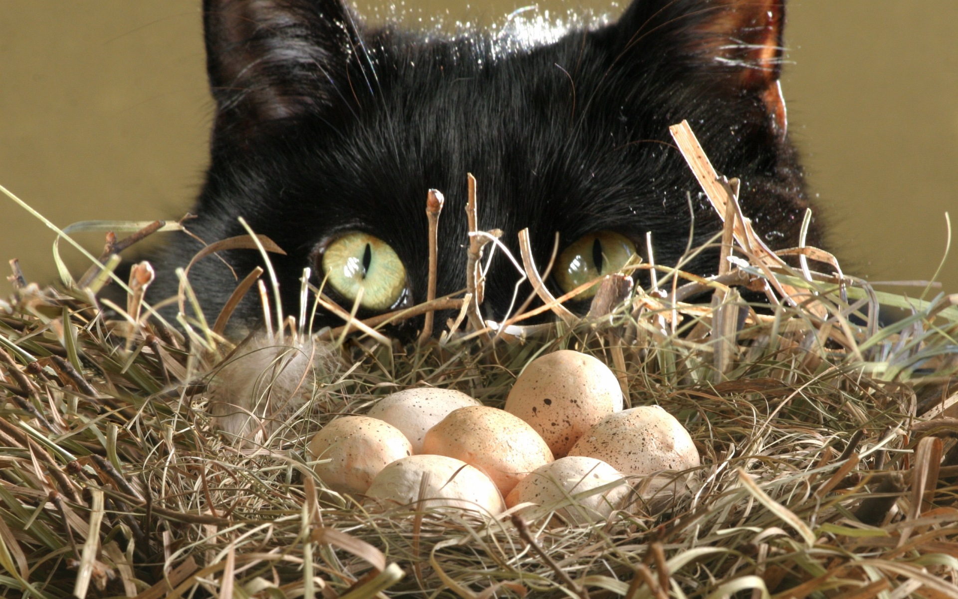 Яйцо кошке можно вареное. Пасхальный кот. Не складывай все яйца в одну корзину. Гнездо для кошки.