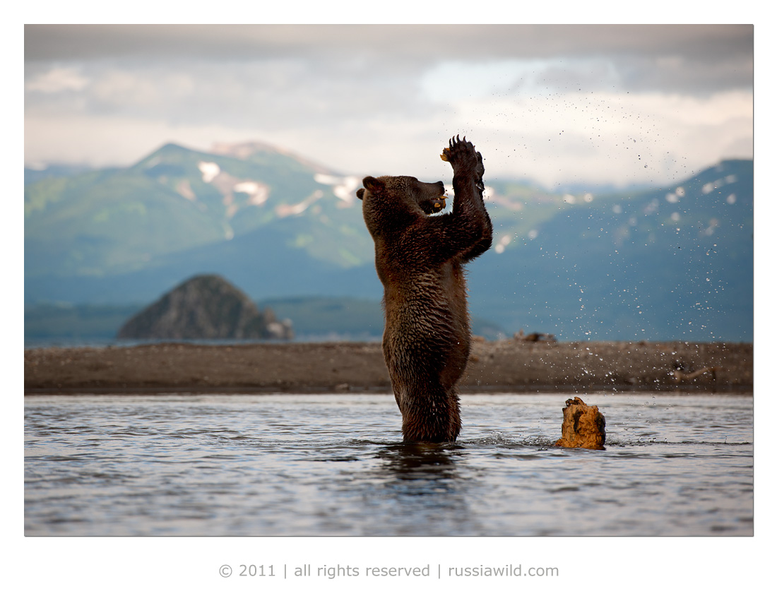 Медведь играет на гитаре. Зиновьев фотограф дикой природы.