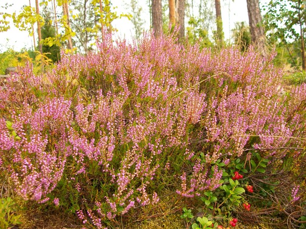 В чем варили вересковый напиток из вереска. Вереск в Карелии. Карельский перешеек верески. Вереск в Карелии фото. Гостевые дома Вереск Карелия.