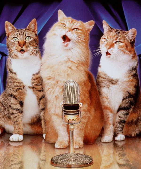 Котята кошки поют. Поющие коты. Кошка поет. Кот с микрофоном. Пение котов.