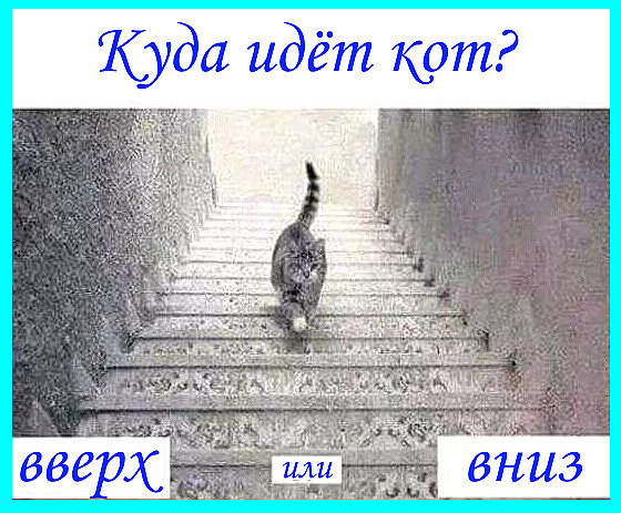 Картинка куда идет кот вверх или вниз