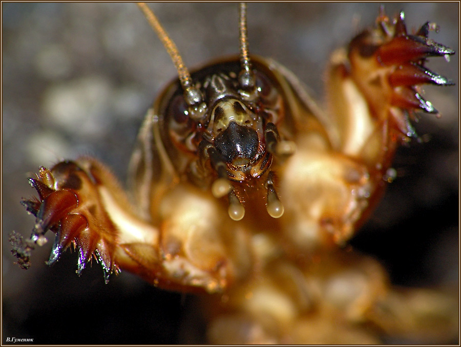 Гигантская уэта кузнечик. Личинка таракана домашнего. Самого страшного таракана. Самые страшные тараканы в мире. Самого страшного таракана.