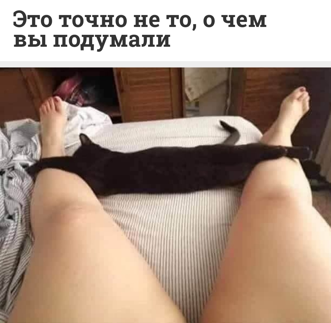 Киска терпит. Кот Шлепа. Кот между ног. Шлёпа русский кот.