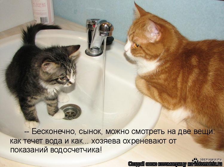Оставь коту побольше. Оставил коту воды. Оставь коту побольше воды. Налей коту побольше воды. Кот и вода прикол