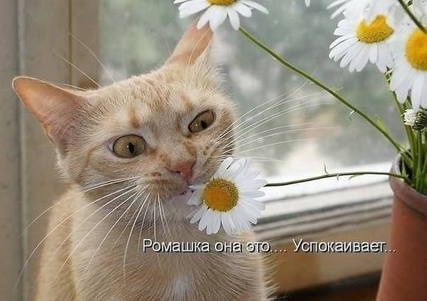 pic?url=http%3A%2F%2Fcontent.foto.my.mail.ru%2Fbk%2Fpavel-2904%2F_forums%2Fi-6780.jpg&sig=6349e0dd68ddd0d083164d743b3b74ff