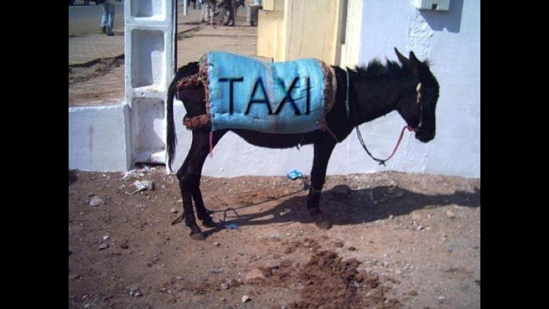Осел смешной