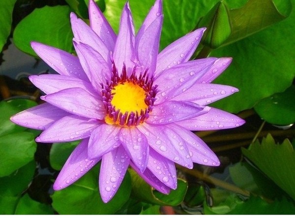 Рисунки показывающие удивительную красоту растений