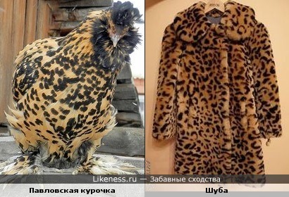 Курица в шубе фото