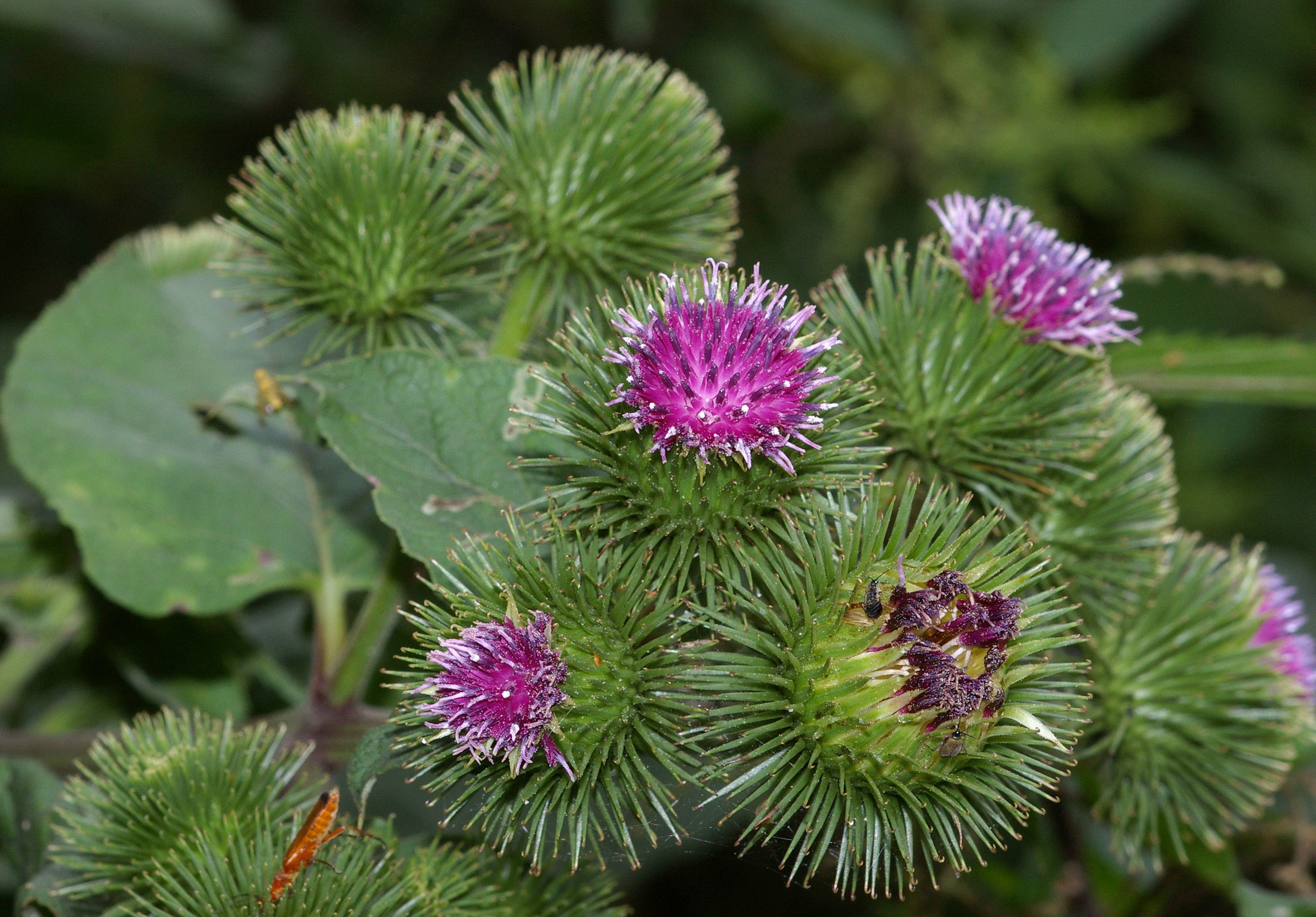 Лопух большой Arctium Lappa l