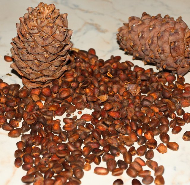 Как едят кедровый орех. Дальневосточный кедровый орех. Как чистить кедровые орешки. Как едят кедровый орех. Кедр сибирский орехи.