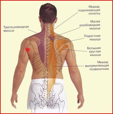 сзади под ребрами. поверхностная фасция лопаточной области. женская спина. что находится под лопаткой у человека. под ребрами сзади со спины.