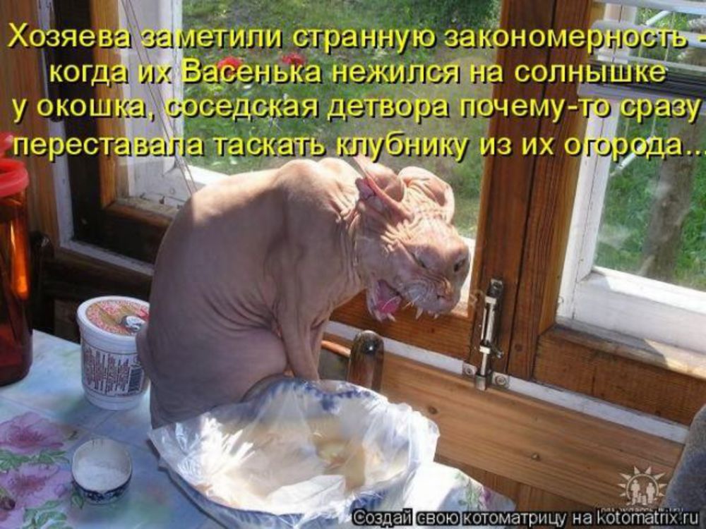 Чтоб не очень то. Ну очень смешные картинки. Кот пришел. Смешные коты с надписями. Кошки хозяева жизни.