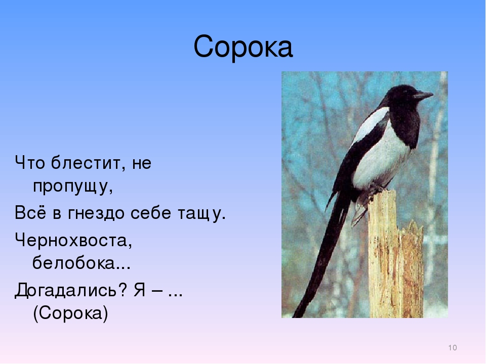 Почему сорок. Сорока фото и описание. Сорока описание птицы. Сорока на блестящее. Сорока картинка для детей описанием.