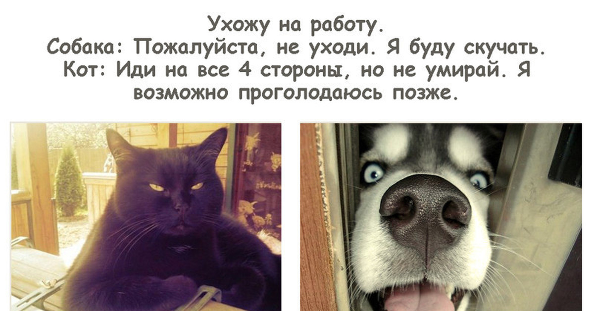 Пожалуйста не умирай. Уйдите все на работу кот. Уйдите уйдите все на работу кот. У тебя на работе другая собака. Мысли кота о собаке.