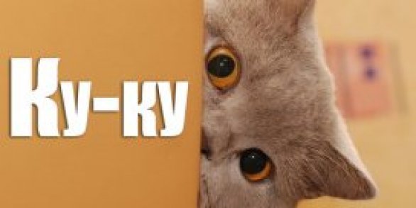 А ты где вы. Ку-ку. Открытки Куку. Ку-ку картинки смешные. Надпись Куку.