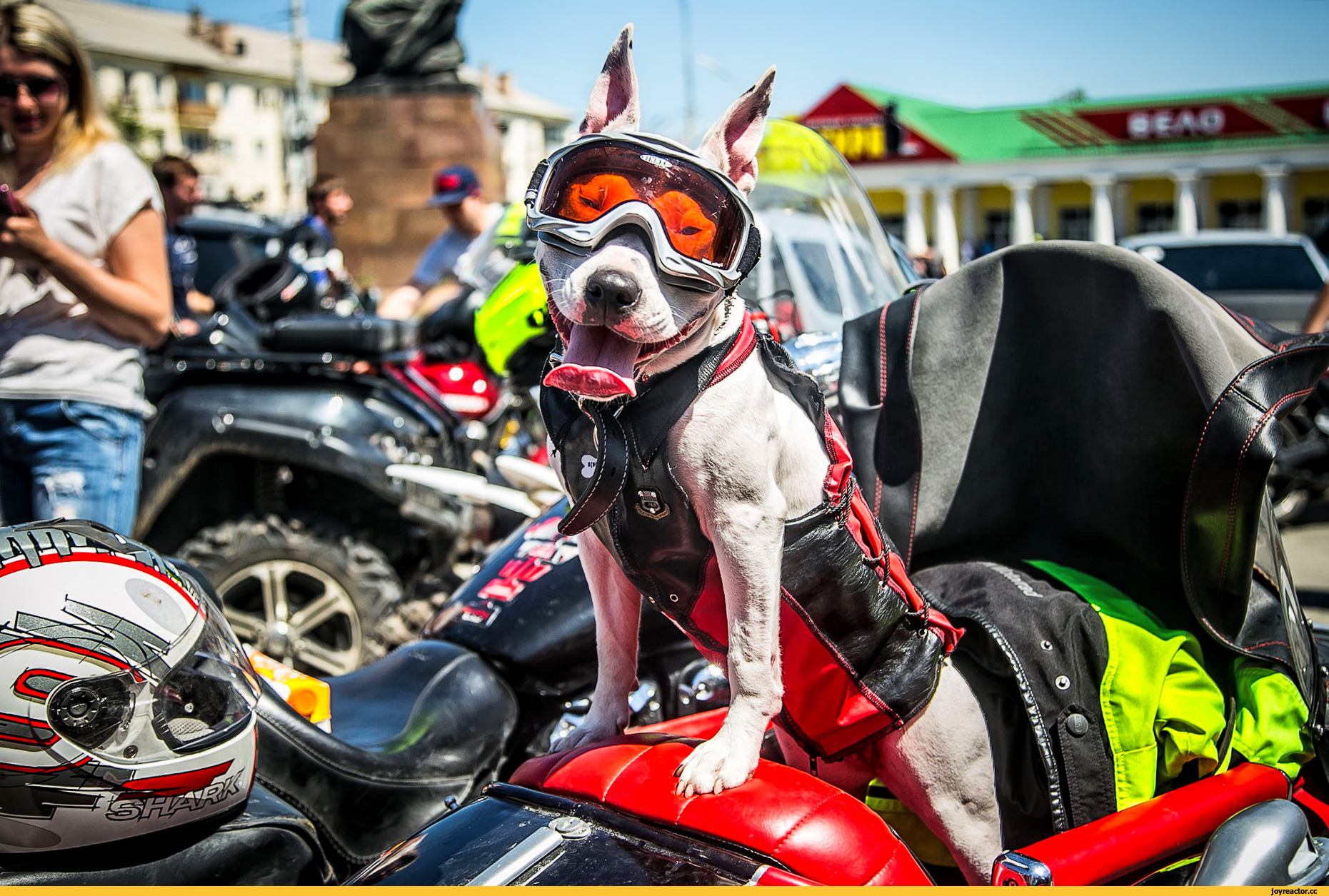 День гонять. Собака байкер. Собака на мотоцикле. Байкеры субкультура. Собака в коляске мотоцикла.