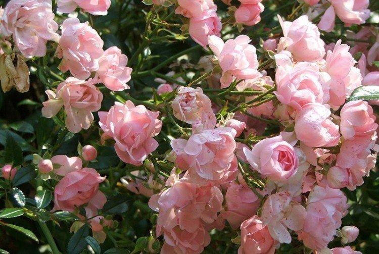Роза фейри фото и описание отзывы