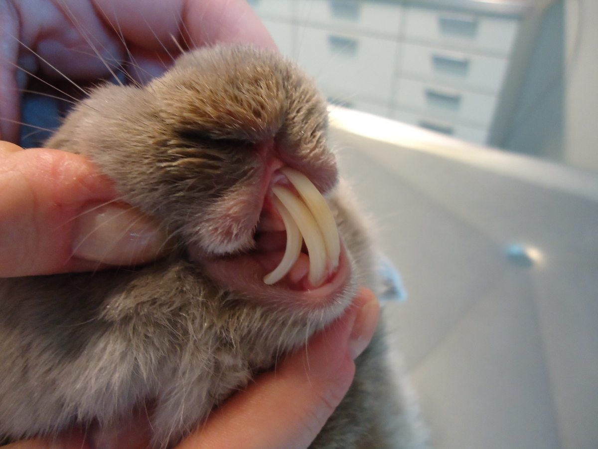 зубы декоративного кролика. отряд зайцеобразные строение зубов. зубы декоративного кролика. зубы декоративного кролика. зубы декоративного кролика.