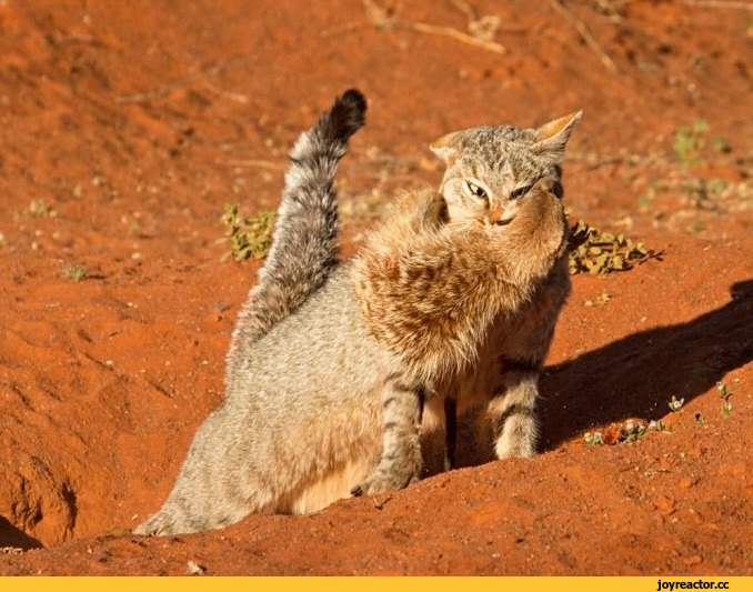 Кошка пустыни. Дикий барханный кот. Североафриканская Степная кошка. Барханный кот в пустыне. Барханный кот Туркменистана.