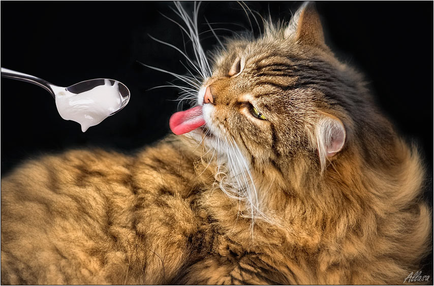 Анекдоты про лампу. Я хочу в рот. Рот. Провокационные слоганы в рекламе. Положи мне в ротик.