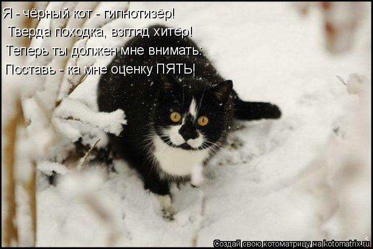 У нас тут снег. Красивые фото котиков в снегу. Животные которые любят холод. Кот снежок и Котофей хвост. Кот белый с черными пятнами Мем.