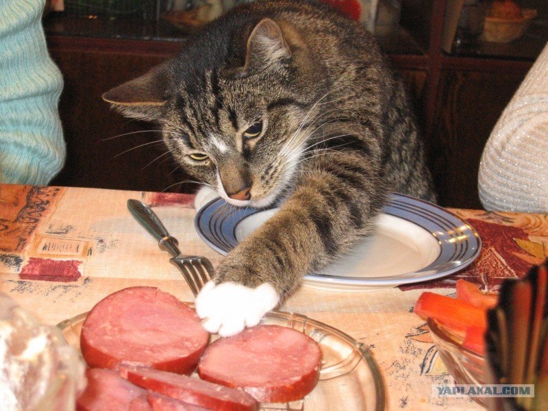 Украсть со стола. Кот с колбасой. Кот тырит колбасу. Кот ворует колбасу. Колбаса для кошек.
