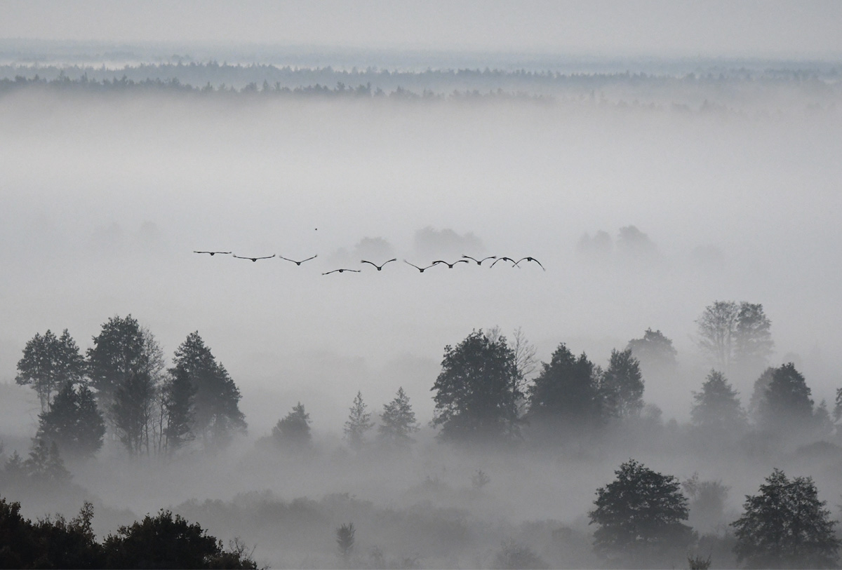 Стихотворение густой туман. Туман Россия. Птицы над лесом в тумане. Густой туман. Туманное утро.