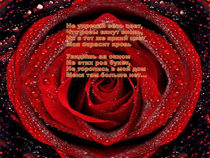 Красивые розы стихи. Красивые стихи про розы. Картинки розы со стихами. Стих про розу. Розы поздравление.